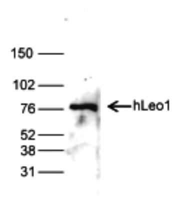 Western Blot: LEO1 Antibody [NBP3-18660] - Figure 1. Western blot analysis using the antibody directed against hLEO1 To determine the titer, an ELISA was performed using a serial dilution of the antibody directed against human JMJD2c . The wells were coated with the peptide used for immunisation of the rabbit. By plotting the absorbance against the antibody dilution (Figure 1), the titer of the antibody was estimated to be 1:2,000.